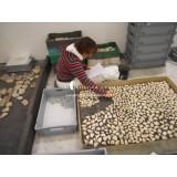 Terme degli stucchi dipinti - Roma